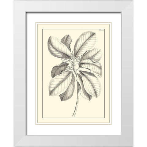 Non-Embellished Antique Foliage II White Modern Wood Framed Art Print with Double Matting by Buchoz, Pierre Josep