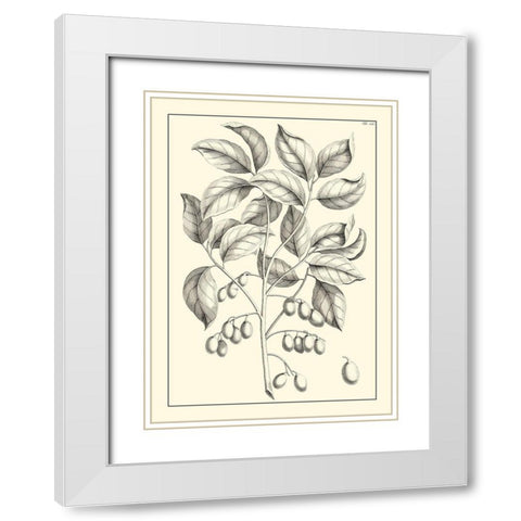 Non-Embellished Antique Foliage V White Modern Wood Framed Art Print with Double Matting by Buchoz, Pierre Josep