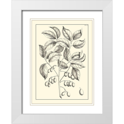 Non-Embellished Antique Foliage V White Modern Wood Framed Art Print with Double Matting by Buchoz, Pierre Josep