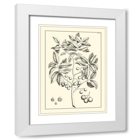 Non-Embellished Antique Foliage VI White Modern Wood Framed Art Print with Double Matting by Buchoz, Pierre Josep