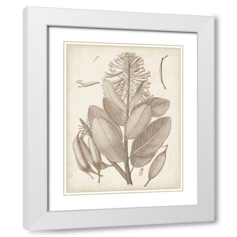 Sepia Exotic Plants I White Modern Wood Framed Art Print with Double Matting by Vision Studio
