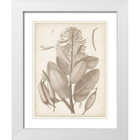 Sepia Exotic Plants I White Modern Wood Framed Art Print with Double Matting by Vision Studio