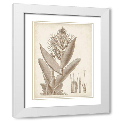 Sepia Exotic Plants II White Modern Wood Framed Art Print with Double Matting by Vision Studio