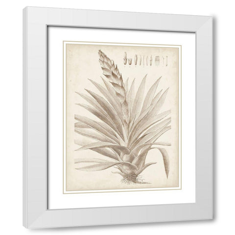 Sepia Exotic Plants III White Modern Wood Framed Art Print with Double Matting by Vision Studio