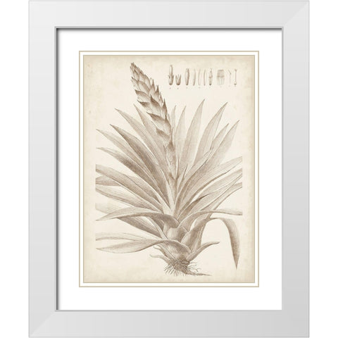 Sepia Exotic Plants III White Modern Wood Framed Art Print with Double Matting by Vision Studio