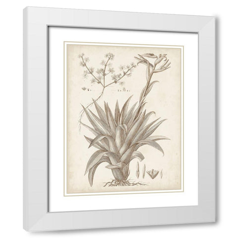 Sepia Exotic Plants IV White Modern Wood Framed Art Print with Double Matting by Vision Studio