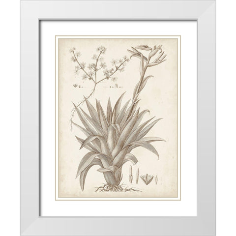 Sepia Exotic Plants IV White Modern Wood Framed Art Print with Double Matting by Vision Studio