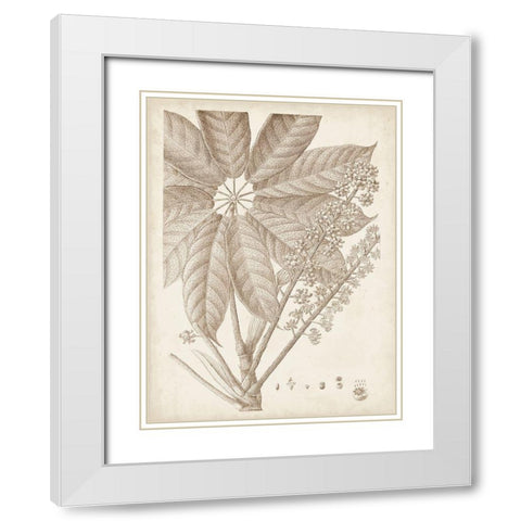 Sepia Exotic Plants V White Modern Wood Framed Art Print with Double Matting by Vision Studio