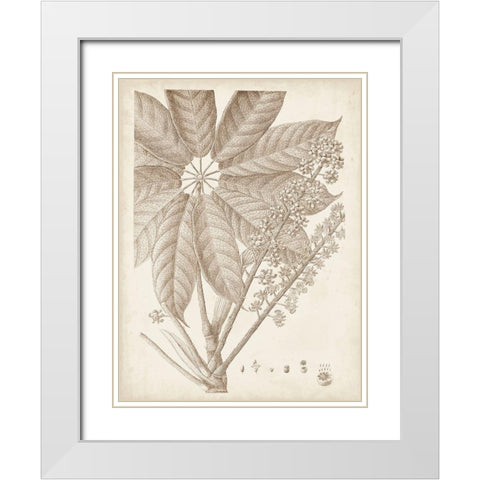 Sepia Exotic Plants V White Modern Wood Framed Art Print with Double Matting by Vision Studio