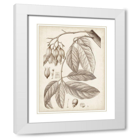 Sepia Exotic Plants VI White Modern Wood Framed Art Print with Double Matting by Vision Studio