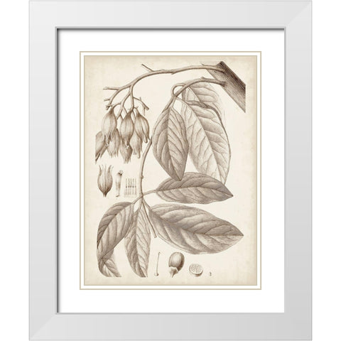 Sepia Exotic Plants VI White Modern Wood Framed Art Print with Double Matting by Vision Studio