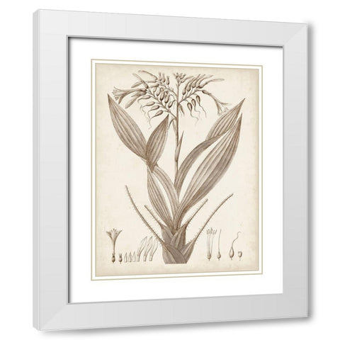 Sepia Exotic Plants VII White Modern Wood Framed Art Print with Double Matting by Vision Studio