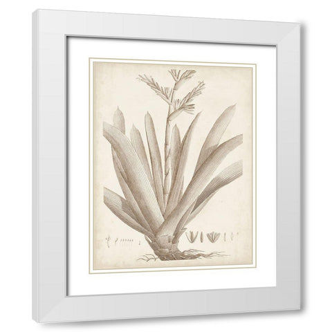 Sepia Exotic Plants VIII White Modern Wood Framed Art Print with Double Matting by Vision Studio