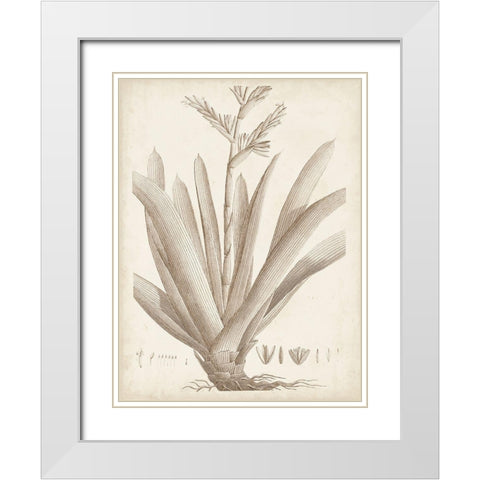 Sepia Exotic Plants VIII White Modern Wood Framed Art Print with Double Matting by Vision Studio