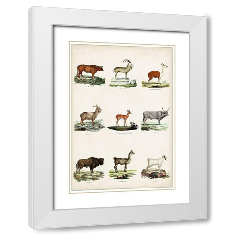Antique Animal Chart I White Modern Wood Framed Art Print with Double Matting by Vision Studio