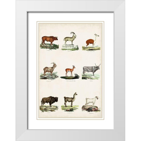 Antique Animal Chart I White Modern Wood Framed Art Print with Double Matting by Vision Studio