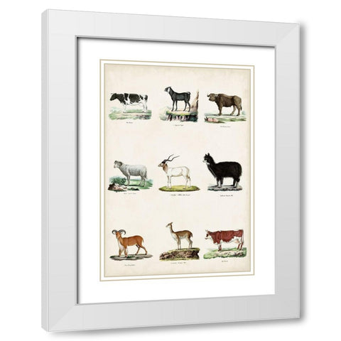 Antique Animal Chart II White Modern Wood Framed Art Print with Double Matting by Vision Studio
