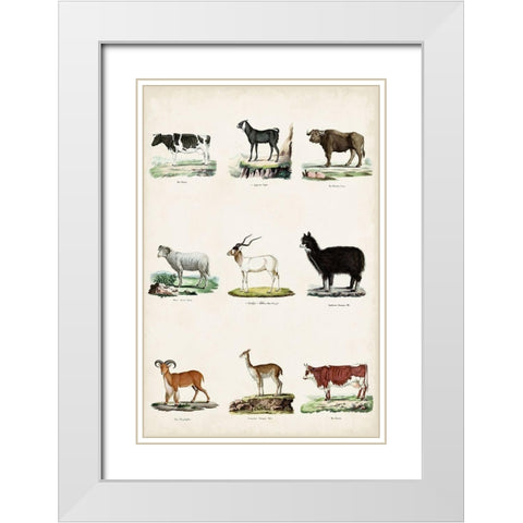 Antique Animal Chart II White Modern Wood Framed Art Print with Double Matting by Vision Studio