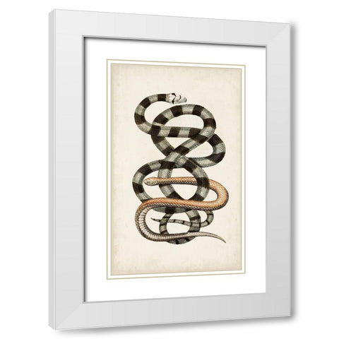 Antique Snakes I White Modern Wood Framed Art Print with Double Matting by Vision Studio