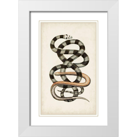 Antique Snakes I White Modern Wood Framed Art Print with Double Matting by Vision Studio