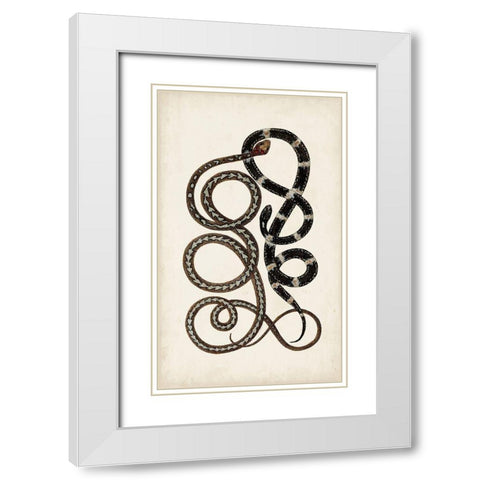 Antique Snakes II White Modern Wood Framed Art Print with Double Matting by Vision Studio