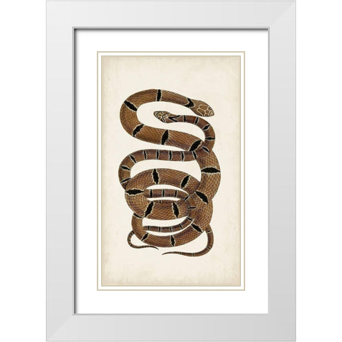 Antique Snakes III White Modern Wood Framed Art Print with Double Matting by Vision Studio