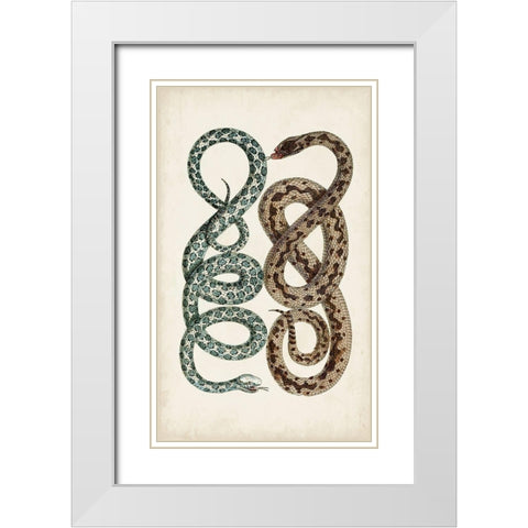 Antique Snakes IV White Modern Wood Framed Art Print with Double Matting by Vision Studio