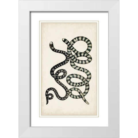 Antique Snakes VI White Modern Wood Framed Art Print with Double Matting by Vision Studio