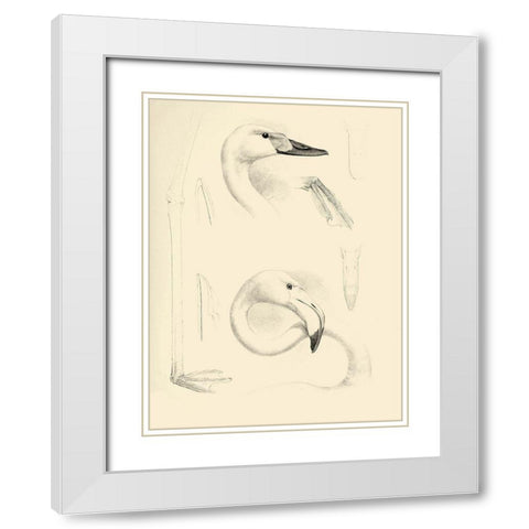 Waterbird Sketchbook II White Modern Wood Framed Art Print with Double Matting by Vision Studio