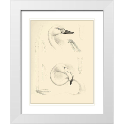 Waterbird Sketchbook II White Modern Wood Framed Art Print with Double Matting by Vision Studio