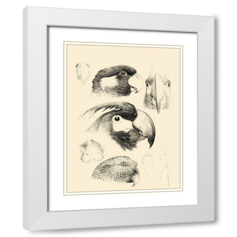 Waterbird Sketchbook III White Modern Wood Framed Art Print with Double Matting by Vision Studio