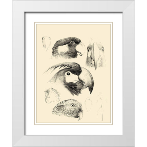 Waterbird Sketchbook III White Modern Wood Framed Art Print with Double Matting by Vision Studio