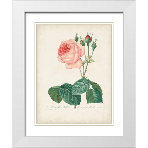 Vintage Redoute Roses I White Modern Wood Framed Art Print with Double Matting by Redoute, Pierre