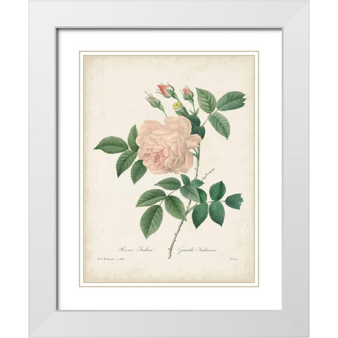 Vintage Redoute Roses II White Modern Wood Framed Art Print with Double Matting by Redoute, Pierre
