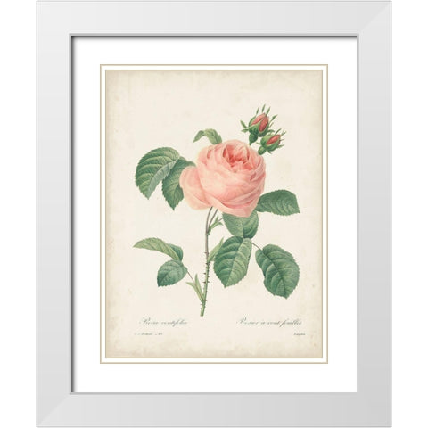 Vintage Redoute Roses IV White Modern Wood Framed Art Print with Double Matting by Redoute, Pierre
