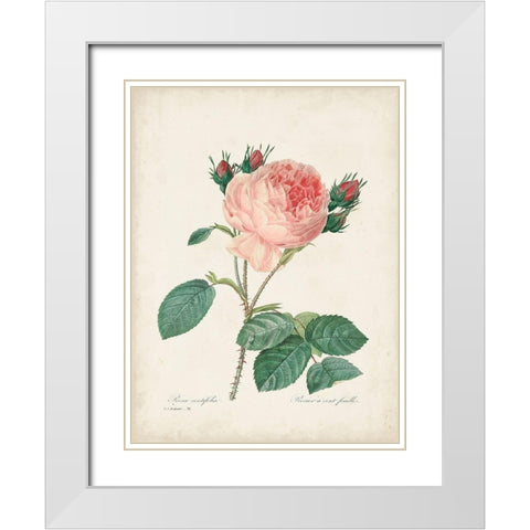 Vintage Redoute Roses V White Modern Wood Framed Art Print with Double Matting by Redoute, Pierre
