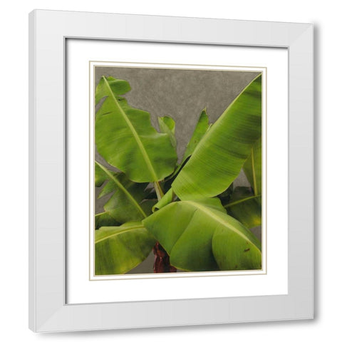Non-Embellished Dramatic Leaves III White Modern Wood Framed Art Print with Double Matting by Zarris, Charliklia
