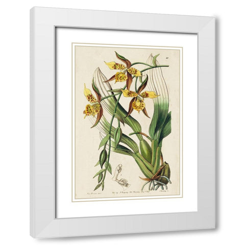 Small Spring Orchid I White Modern Wood Framed Art Print with Double Matting by Ridgeway