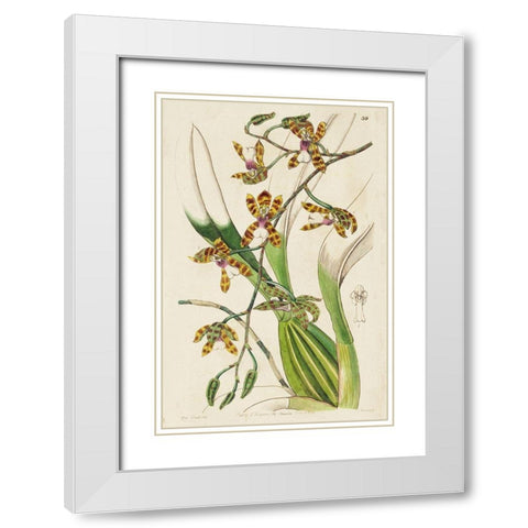 Small Spring Orchid II White Modern Wood Framed Art Print with Double Matting by Ridgeway