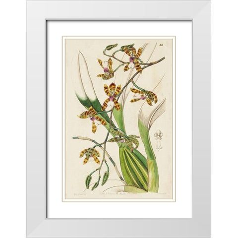 Small Spring Orchid II White Modern Wood Framed Art Print with Double Matting by Ridgeway