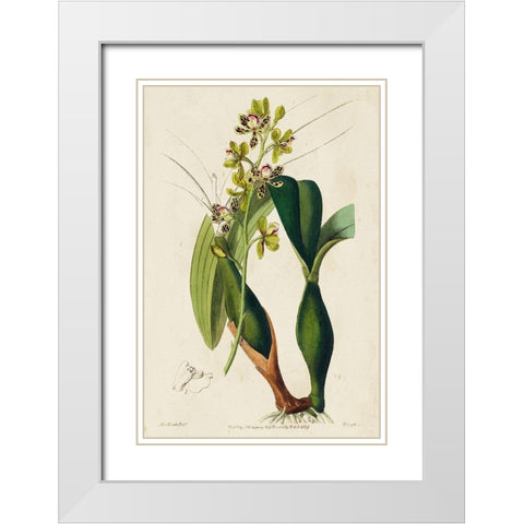 Small Spring Orchid III White Modern Wood Framed Art Print with Double Matting by Ridgeway