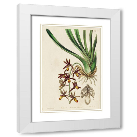 Small Spring Orchid V White Modern Wood Framed Art Print with Double Matting by Ridgeway