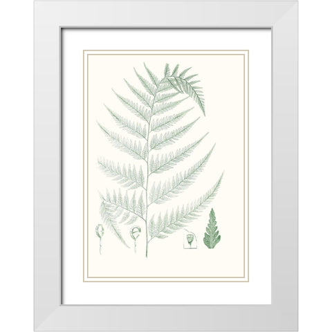 Verdure Ferns III White Modern Wood Framed Art Print with Double Matting by Vision Studio