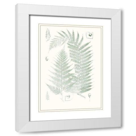 Verdure Ferns IV White Modern Wood Framed Art Print with Double Matting by Vision Studio