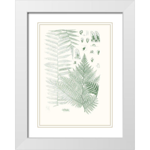 Verdure Ferns V White Modern Wood Framed Art Print with Double Matting by Vision Studio