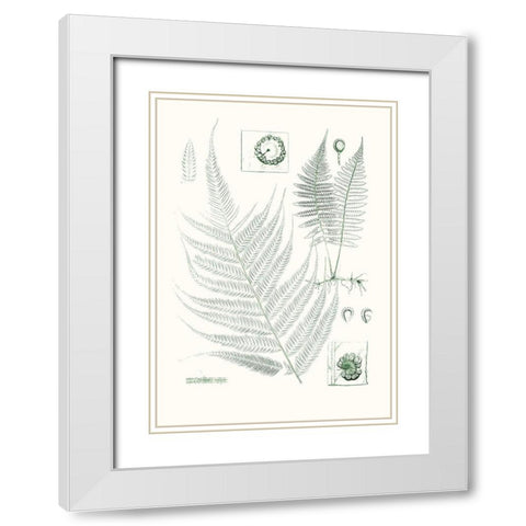 Verdure Ferns VIII White Modern Wood Framed Art Print with Double Matting by Vision Studio