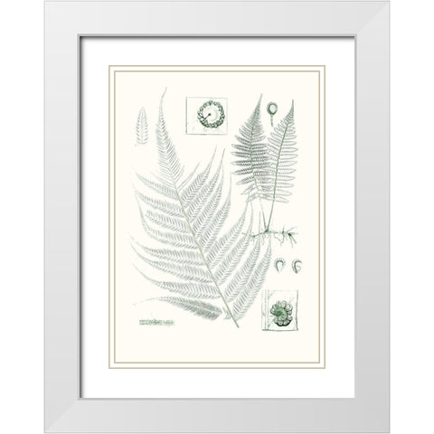 Verdure Ferns VIII White Modern Wood Framed Art Print with Double Matting by Vision Studio