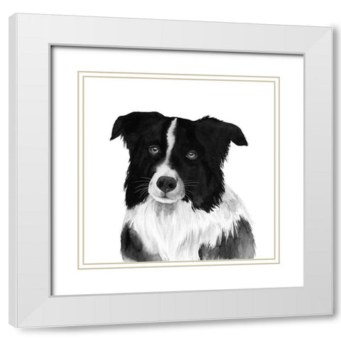 Border Collie II White Modern Wood Framed Art Print with Double Matting by Popp, Grace