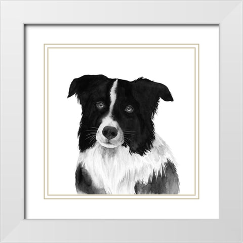 Border Collie II White Modern Wood Framed Art Print with Double Matting by Popp, Grace