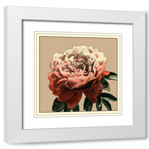 Heirloom Rose II White Modern Wood Framed Art Print with Double Matting by Zarris, Chariklia